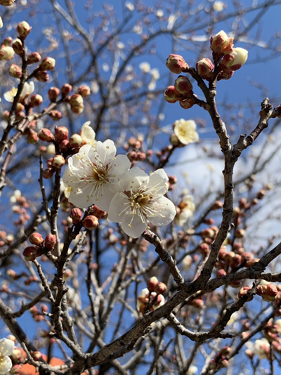 研修日記