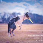 犬猫専門動物病院『仙台−宮城どうぶつ整形外科・神経外科GALFAR（ガルファ―）』様